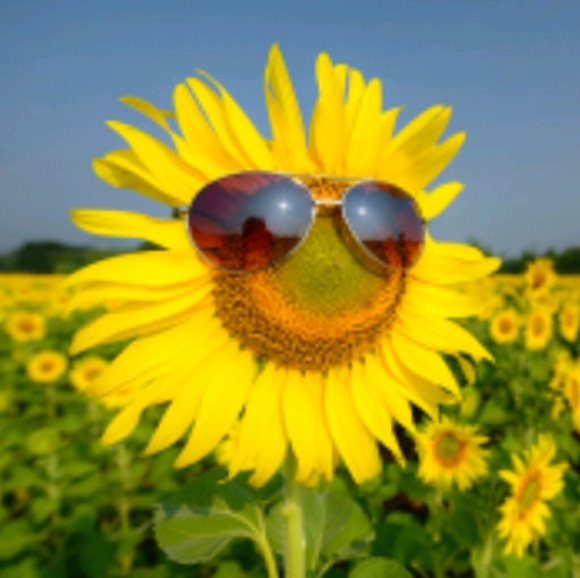 Meet your Posher, L - Picture 1 of 1